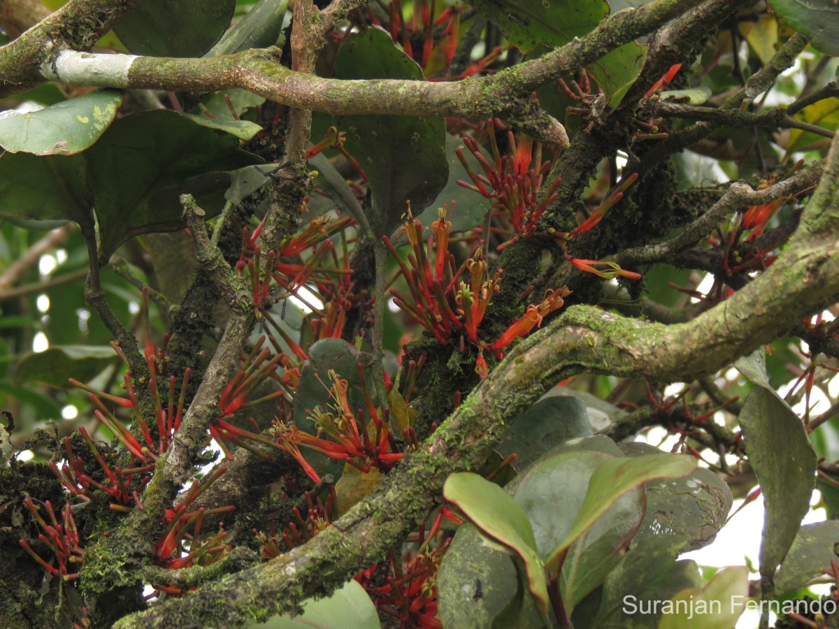 Dendrophthoe neelgherrensis (Wight & Arn.) Tiegh.